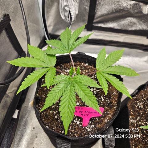 PPP 9 # Hammer growlog timeline photo