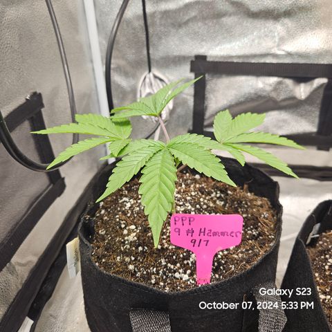 PPP 9 # Hammer growlog timeline photo