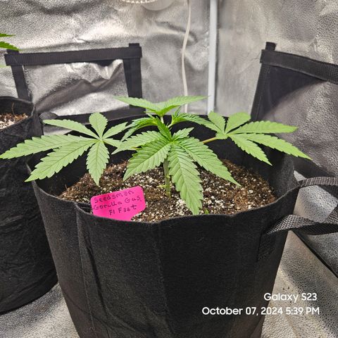 Seedsman Gorilla Gas F1 Fast growlog timeline photo
