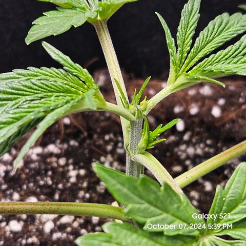 Seedsman Gorilla Gas F1 Fast growlog timeline photo