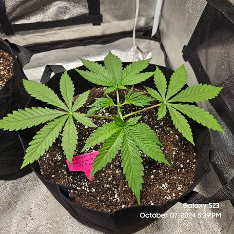 Seedsman Gorilla Gas F1 Fast growlog timeline photo