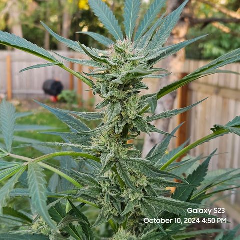 Purple Ghost Candy 1 clone and a 3 gallon tall growlog timeline photo