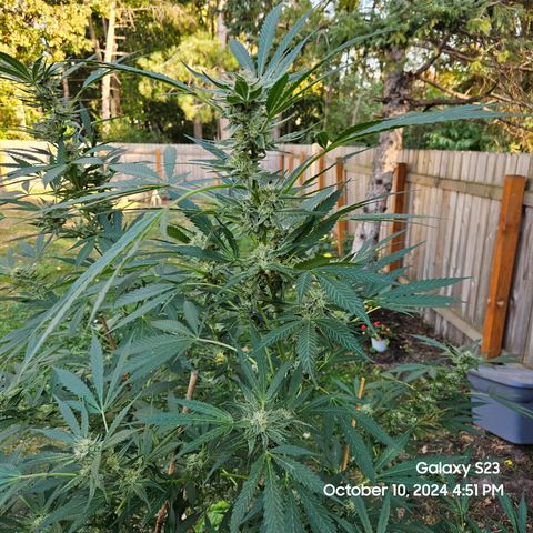 Purple Ghost Candy 1 clone and a 3 gallon tall growlog timeline photo