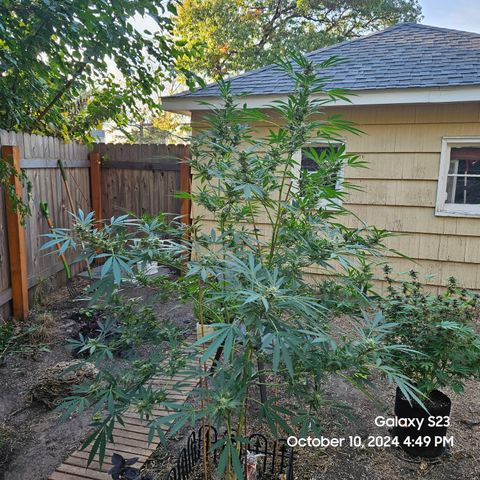 Purple Ghost Candy 1 clone and a 3 gallon tall growlog timeline photo