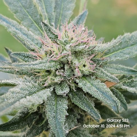 Purple Ghost Candy 1 clone and a 3 gallon tall growlog timeline photo