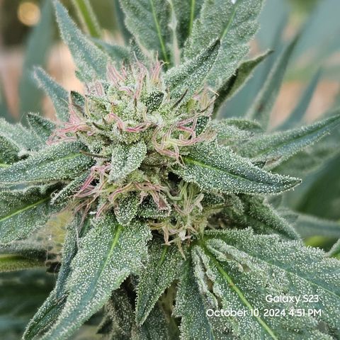 Purple Ghost Candy 1 clone and a 3 gallon tall growlog timeline photo