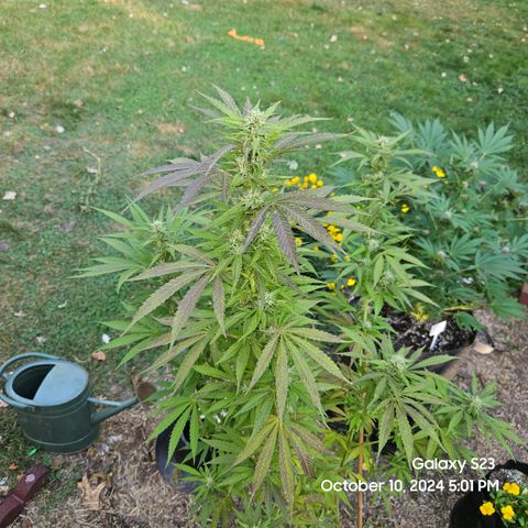 Purple Ghost Candy 1 clone and a 3 gallon tall growlog timeline photo