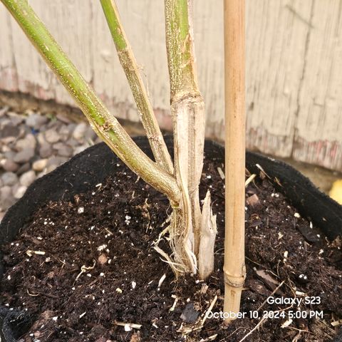 Purple Ghost Candy 1 clone and a 3 gallon tall growlog timeline photo