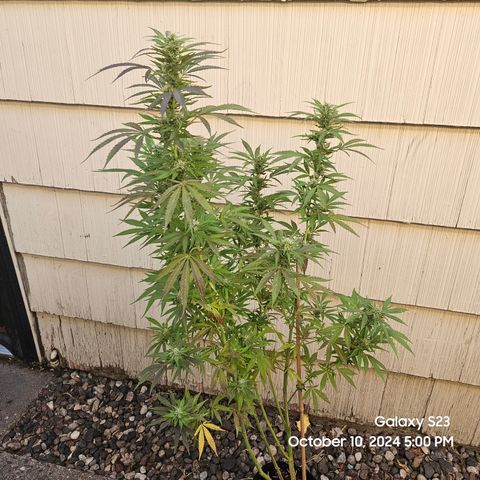 Purple Ghost Candy 1 clone and a 3 gallon tall growlog timeline photo