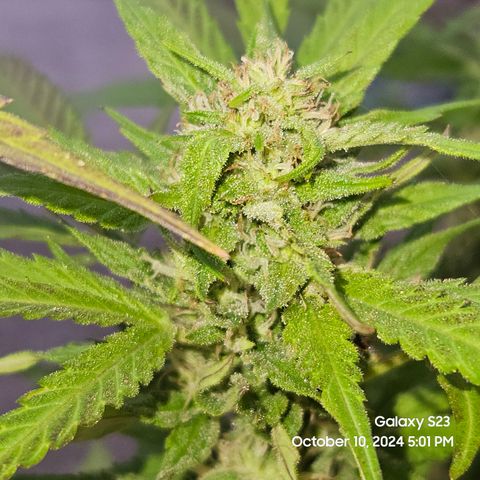 Purple Ghost Candy 1 clone and a 3 gallon tall growlog timeline photo