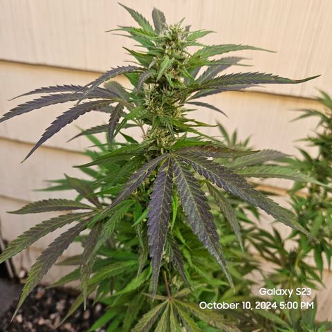 Purple Ghost Candy 1 clone and a 3 gallon tall growlog timeline photo