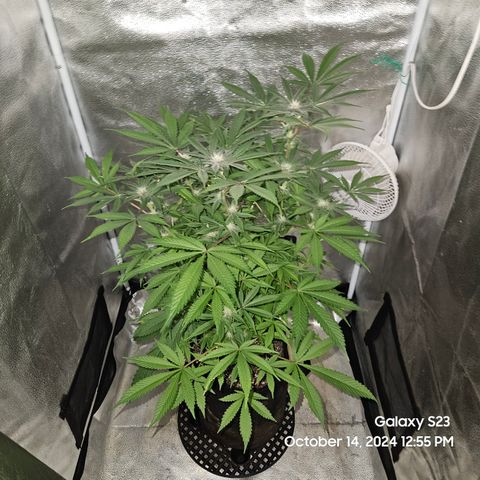 Logi Bloom Monkey Punch growlog timeline photo