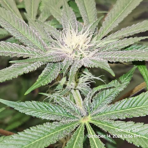 Logi Bloom Monkey Punch growlog timeline photo