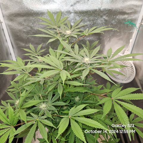Logi Bloom Monkey Punch growlog timeline photo