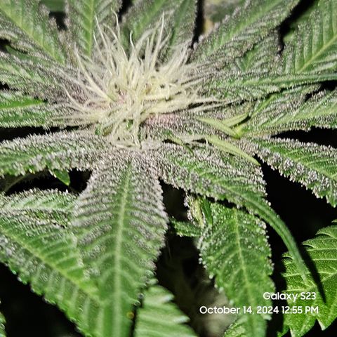 Logi Bloom Monkey Punch growlog timeline photo