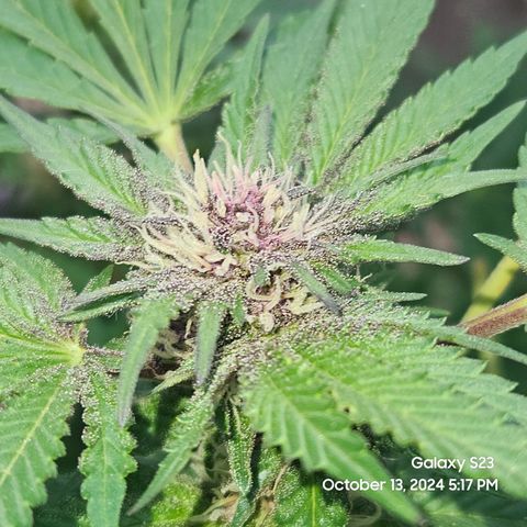 Purple Ghost Candy 1 clone and a 3 gallon tall growlog timeline photo