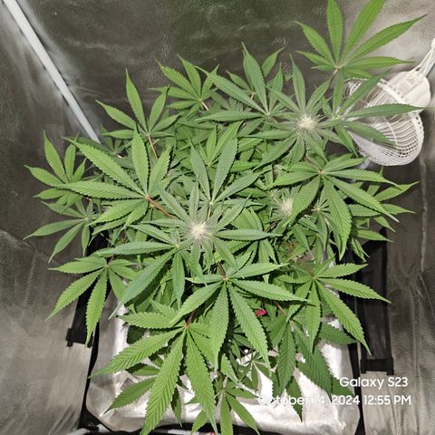 Logi Bloom Monkey Punch growlog timeline photo