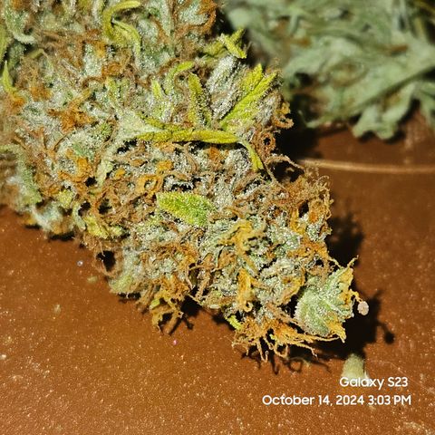 Double Berry Jack Autos x2 growlog photo: Trimmed Ostrich