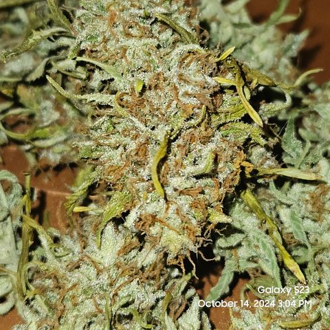 Double Berry Jack Autos x2 growlog photo: Trimmed Ostrich