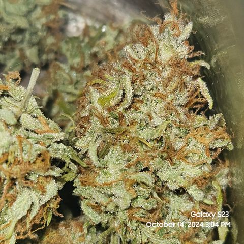 Double Berry Jack Autos x2 growlog photo: Trimmed Ostrich