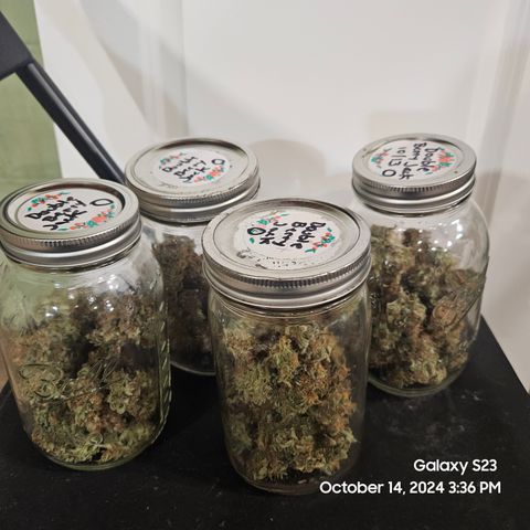 Double Berry Jack Autos x2 growlog photo: Trimmed Ostrich