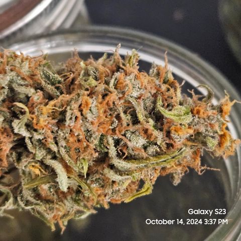 Double Berry Jack Autos x2 growlog photo: Trimmed Ostrich