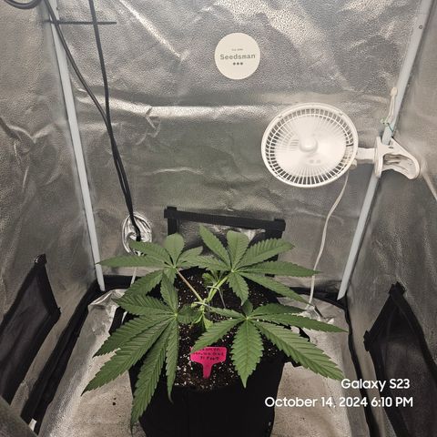 Seedsman Gorilla Gas F1 Fast growlog timeline photo