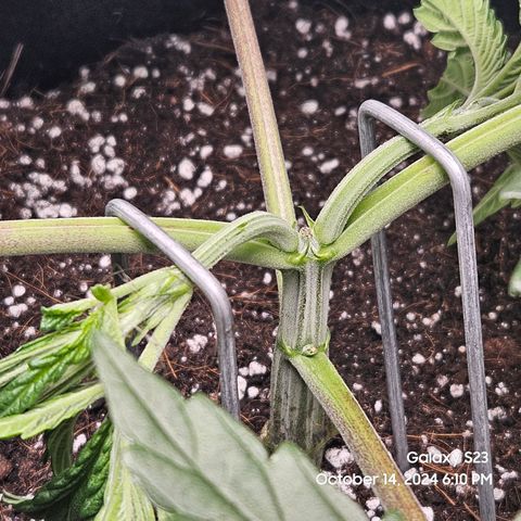 Seedsman Gorilla Gas F1 Fast growlog timeline photo
