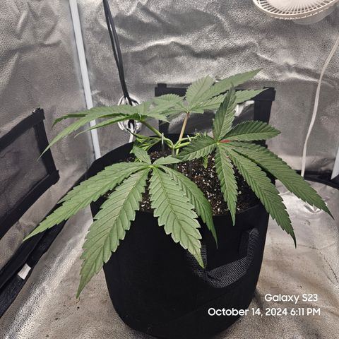 Seedsman Gorilla Gas F1 Fast growlog timeline photo