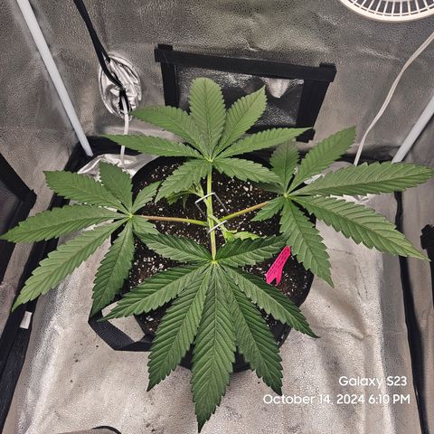 Seedsman Gorilla Gas F1 Fast growlog timeline photo