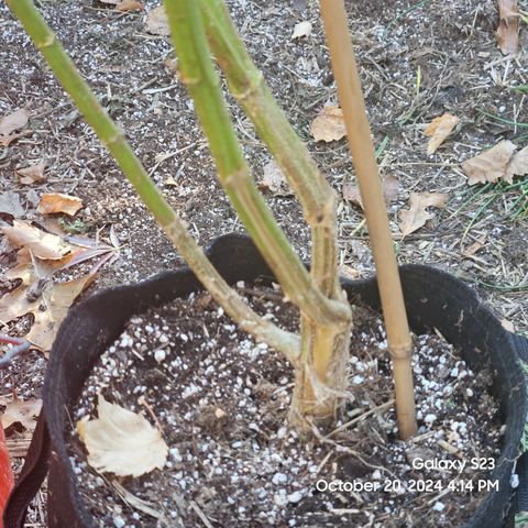 Purple Ghost Candy 1 clone and a 3 gallon tall growlog timeline photo