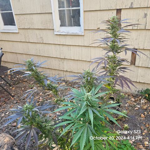 Purple Ghost Candy 1 clone and a 3 gallon tall growlog timeline photo