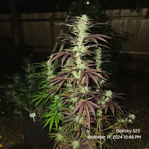 Purple Ghost Candy 1 clone and a 3 gallon tall growlog timeline photo
