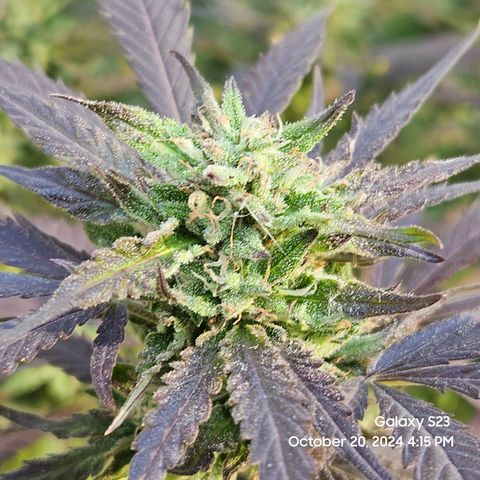 Purple Ghost Candy 1 clone and a 3 gallon tall growlog timeline photo