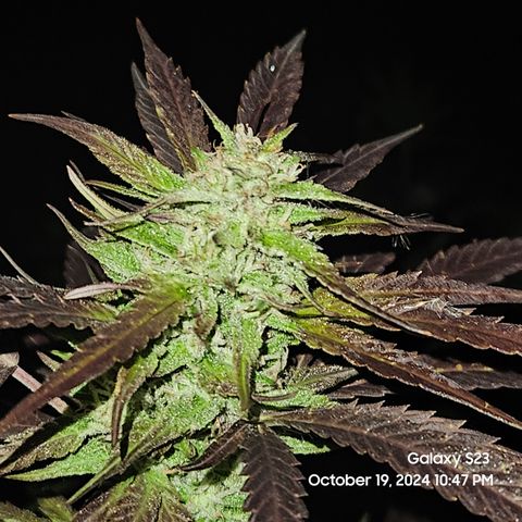 Purple Ghost Candy 1 clone and a 3 gallon tall growlog timeline photo