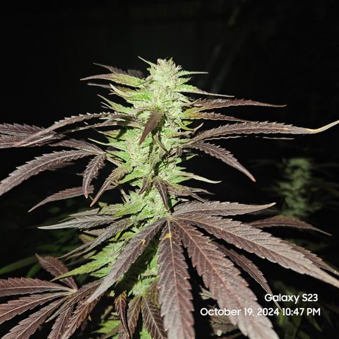 Purple Ghost Candy 1 clone and a 3 gallon tall growlog timeline photo