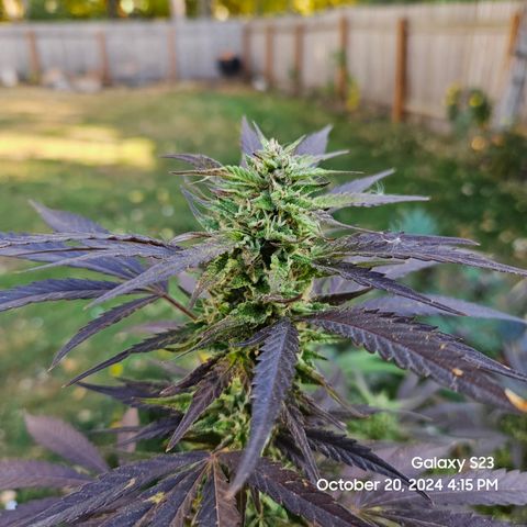 Purple Ghost Candy 1 clone and a 3 gallon tall growlog timeline photo