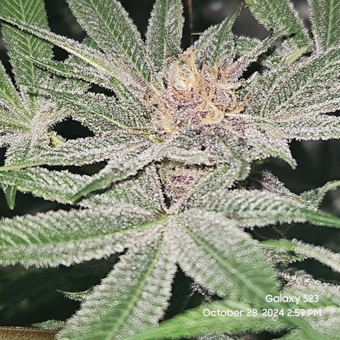 Logi Bloom Monkey Punch growlog timeline photo
