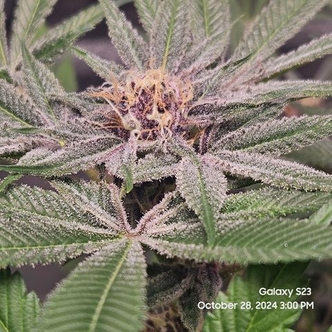 Logi Bloom Monkey Punch growlog timeline photo