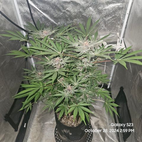 Logi Bloom Monkey Punch growlog timeline photo