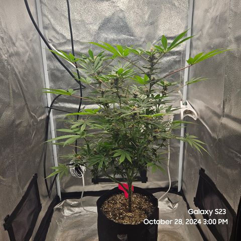 Logi Bloom Monkey Punch growlog timeline photo