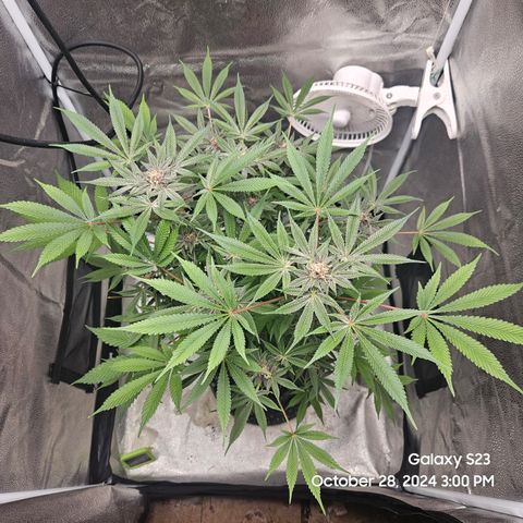 Logi Bloom Monkey Punch growlog timeline photo