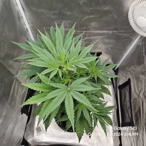 PPP 9 # Hammer growlog timeline photo