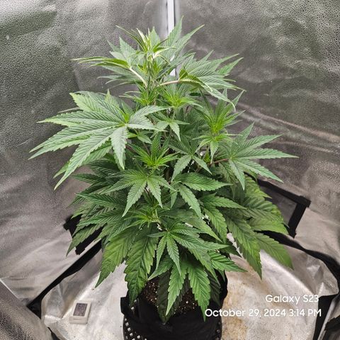 PPP 9 # Hammer growlog timeline photo