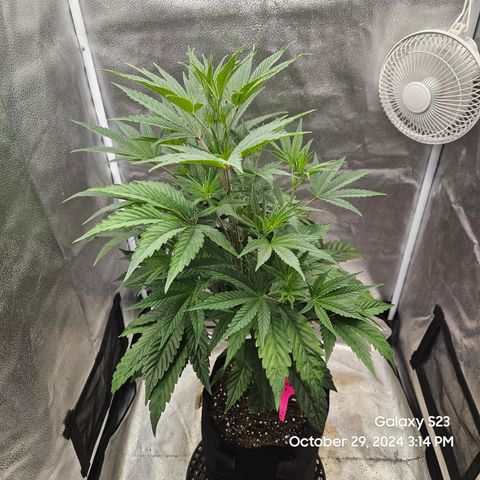 PPP 9 # Hammer growlog timeline photo