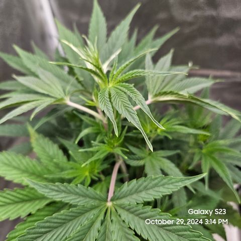 PPP 9 # Hammer growlog timeline photo