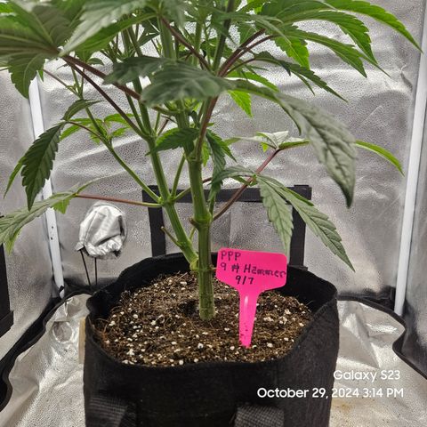 PPP 9 # Hammer growlog timeline photo