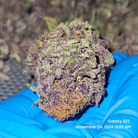 Loonatixz Testers #2 MN MILF growlog timeline photo