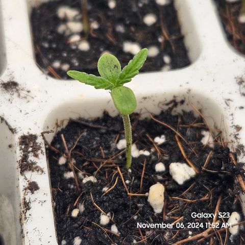 13 Dogs growlog timeline photo