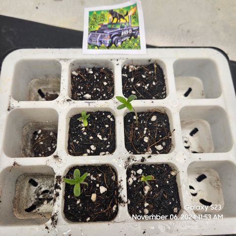 13 Dogs growlog timeline photo